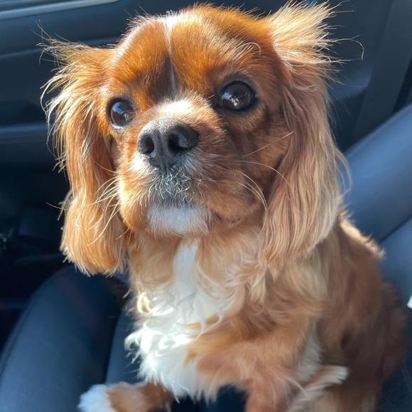 Meet your Posher, Anne - Picture 5 of 7